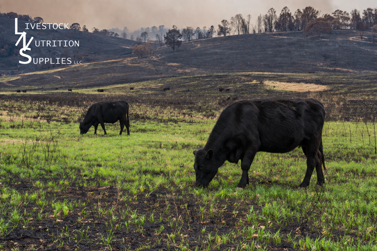 Wild Fire Grazing 1