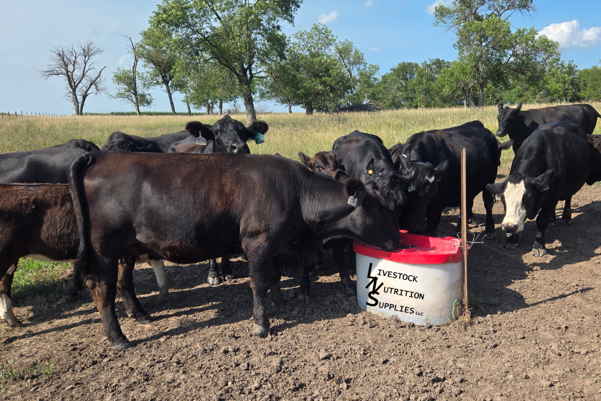LNS Pasture Protein