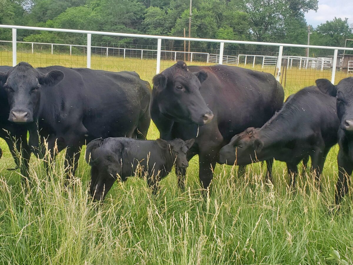 A herd of cattle grazing in the grass.